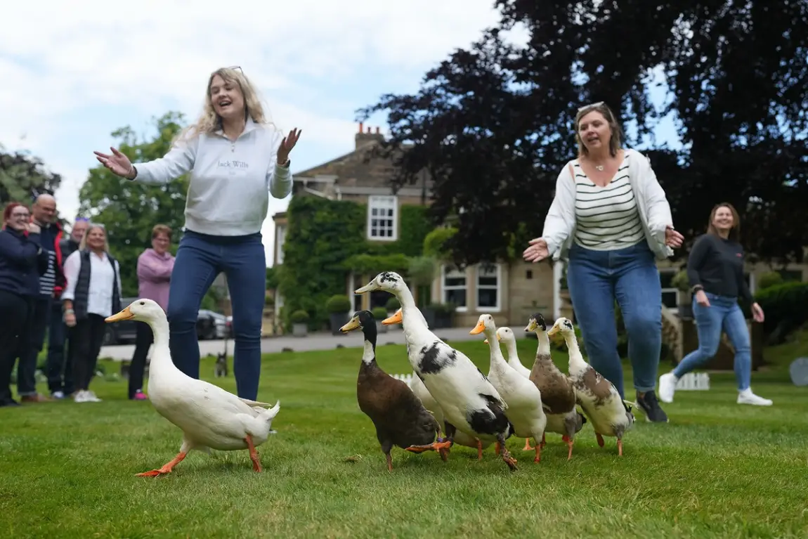 Eight ducks to herd. Easy, right..?