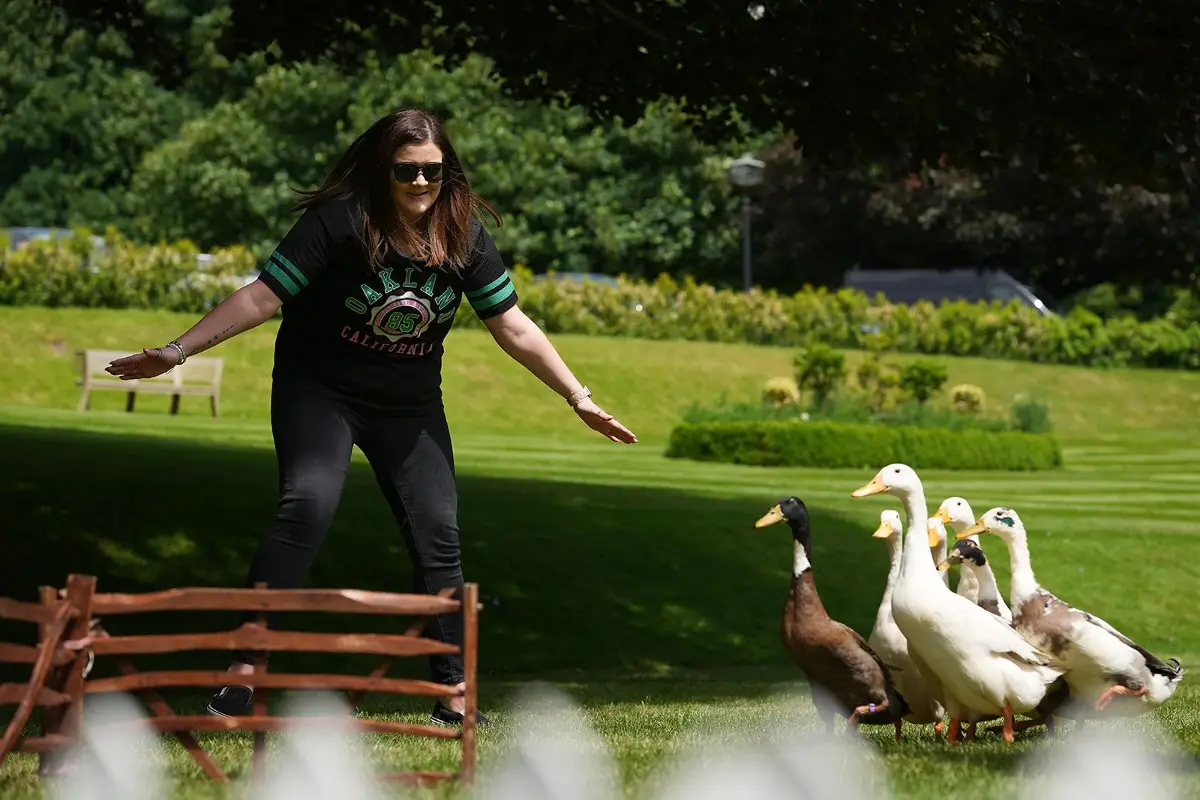 A duck herder flaps their arms to encourage their flock