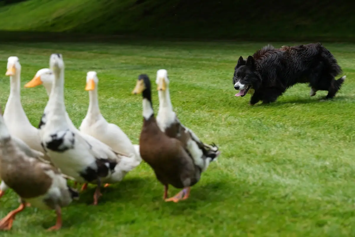 The duck herding dog controls the ducks effortlessly